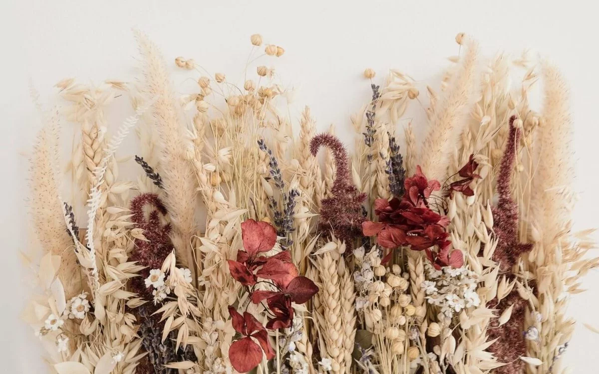 Сухоцветы