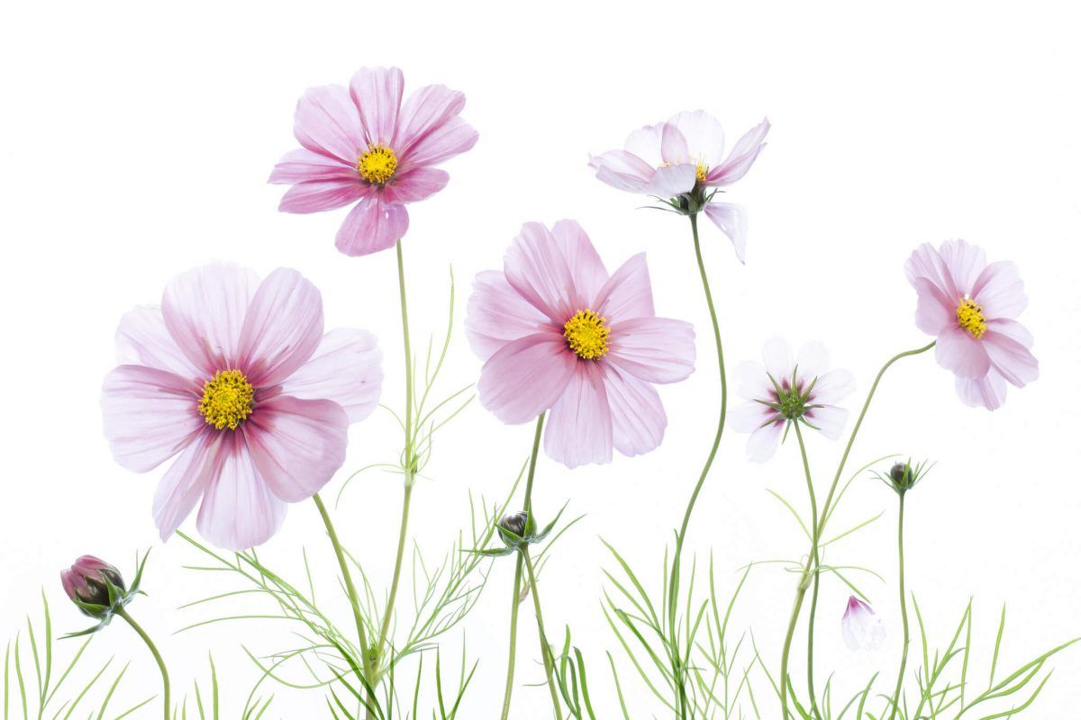 Розовые полевые цветы