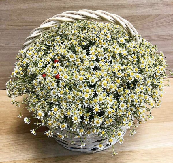 Букет из 25 ромашек в корзине — Букеты цветов