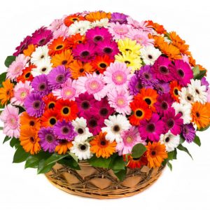 101 гербера в корзине — Букеты цветов