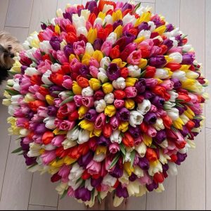 Букет из 501 яркого тюльпана — Большой букет тюльпанов