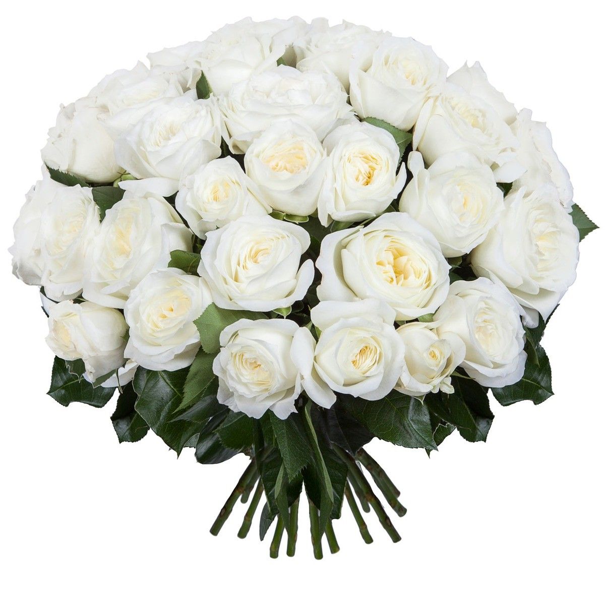 Купить букет из роз Alabaster по доступной цене с доставкой в Москве и  области в интернет-магазине Город Букетов