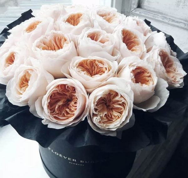 Персиковые пионовидные розы в черной коробке — 21 роза Кения