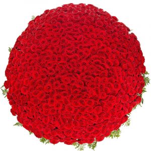 Букет из 501 красной розы — Розы