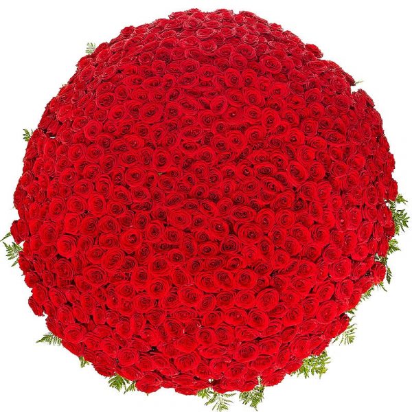 Букет из 501 красной розы — Розы