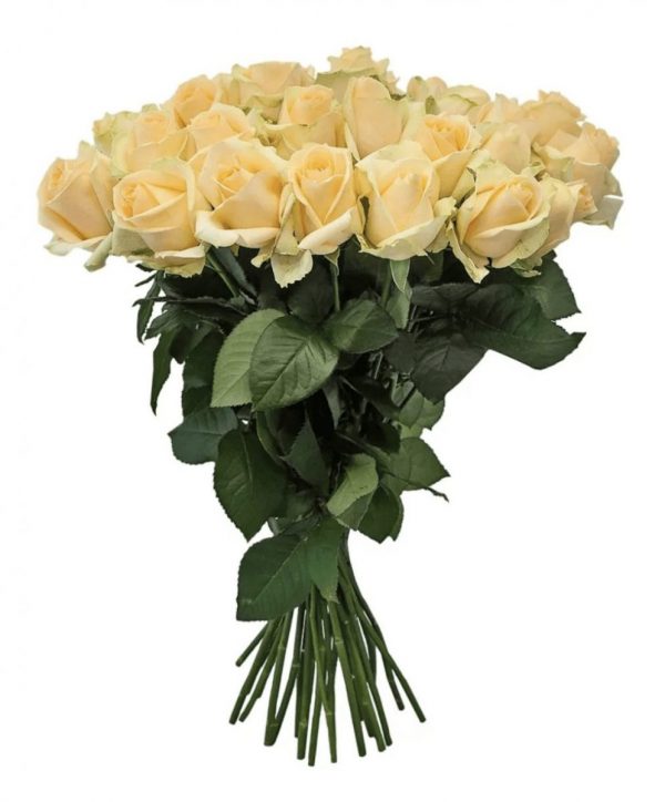 Букет из 21 кремовой розы 70 см — 21 голландская роза