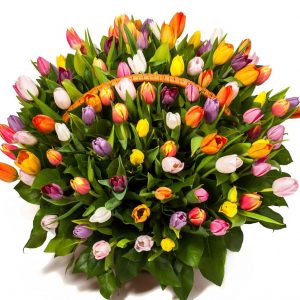 Корзина из 151 тюльпана Микс — Тюльпаны