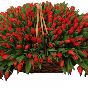 151 красный тюльпан в корзине — Большие тюльпаны