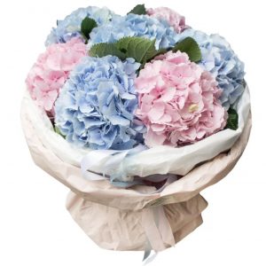 Букет из голубых и розовых гортензий — Букеты цветов