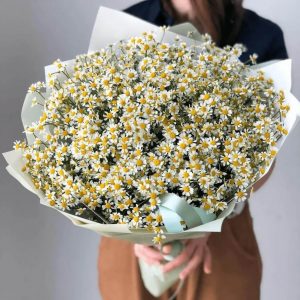 Букет из 51 садовой ромашки — Букеты цветов