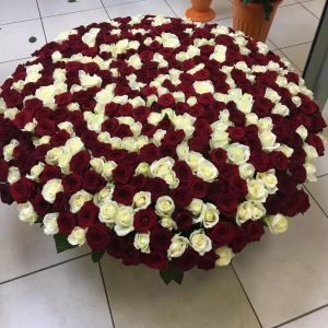 501 красно-белая роза в корзине — Розы