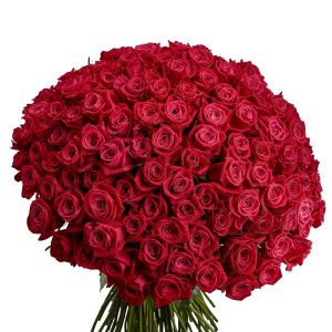 Букет из 151 малиновой розы 70 см — 150 роз