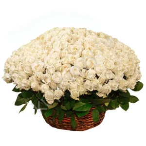 Букет из 201 белой розы в корзине — 205 роз