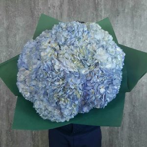 Букет из 17 голубых гортензий — Букеты цветов
