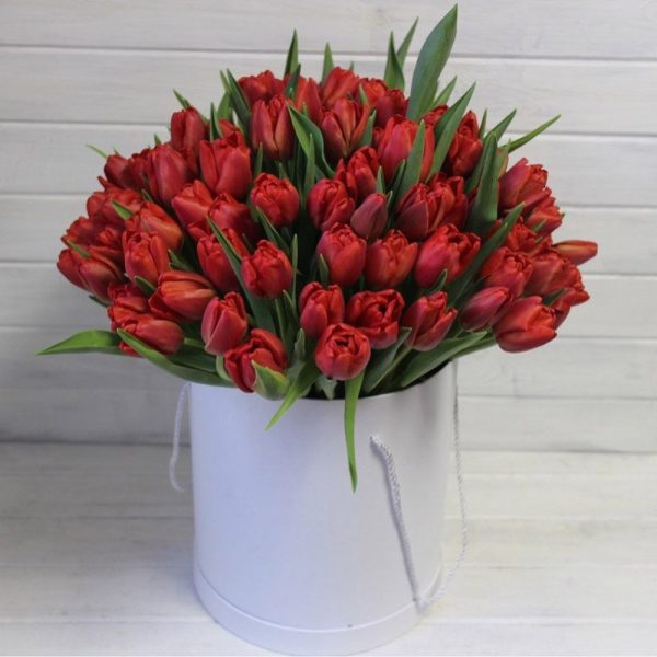 Букет из 75 красных тюльпанов в коробке — Тюльпаны