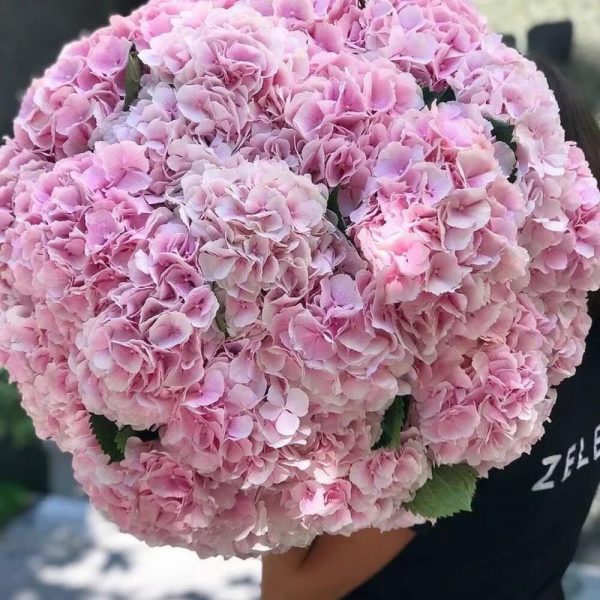 Букет из 25 розовых гортензий — Букеты цветов