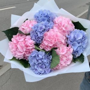 Букет из 9 розовых и голубых гортензий — Букеты цветов
