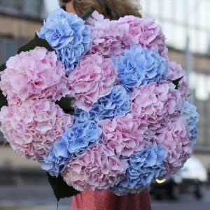 17 розовых и голубых гортензий — Букеты цветов