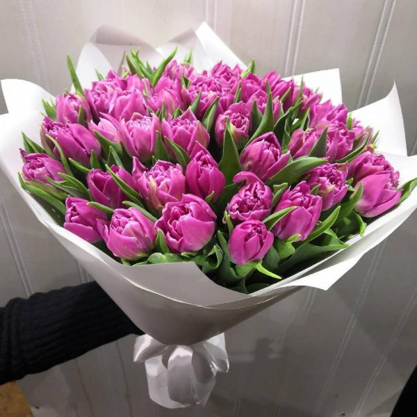 Букет из 51 малинового тюльпана — Тюльпаны