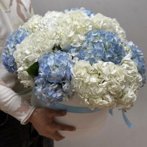 Букет из 11 белых и голубых гортензий в коробке — Букеты цветов