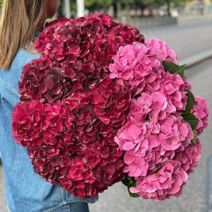 Букет из 21 красной и розовой гортензии — Букеты цветов