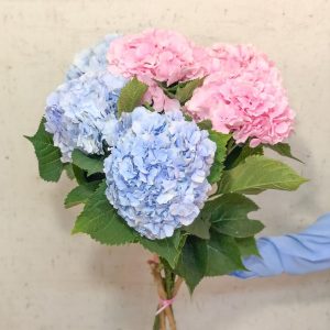 Букет из 7 голубых и розовых гортензий — Букеты цветов