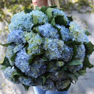 Букет из 29 голубых гортензий — Букеты цветов