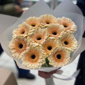Букет из 11 кремовых гербер — Букеты цветов