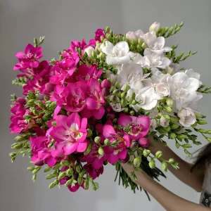 Букет из 101 малиновой и белой фрезии — Букеты цветов
