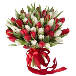 Букет из 75 красных и белых тюльпанов