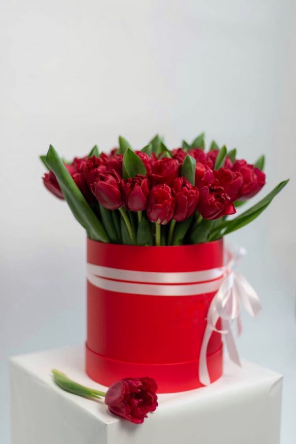 Букет из 51 бордового тюльпана в коробке