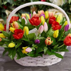 Букет из 51 яркого тюльпана в корзине — Тюльпаны