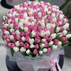 201 белый и розовый тюльпан в коробке — Тюльпаны