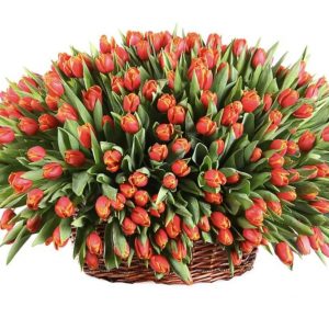 Букет из 301 красного тюльпана в корзине — Тюльпаны