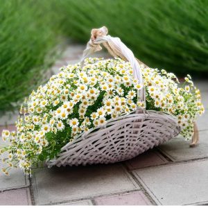 Корзина с ромашками — Букеты цветов