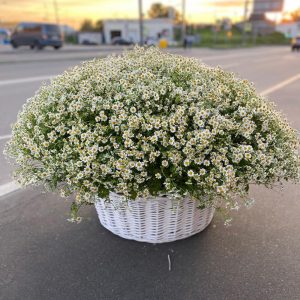 501 кустовая ромашка в корзине — Букеты цветов