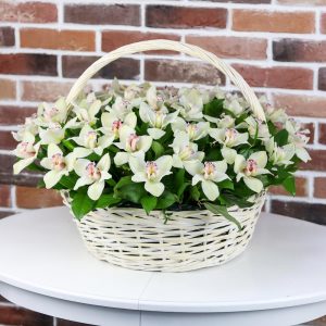 51 белая орхидея в корзине — Букеты цветов