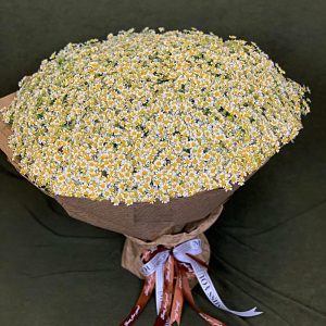 Букет из 151 ромашки — Букеты цветов