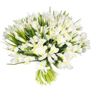 Букет из 101 белого ириса — Букеты цветов