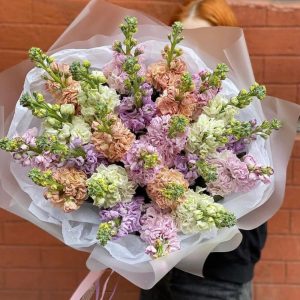 Букет из 25 маттиол Микс — Букеты цветов