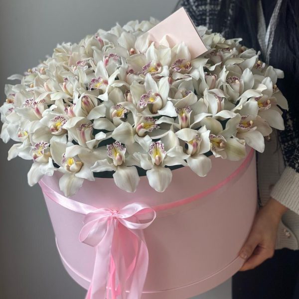 Букет из 55 белых орхидей в коробке