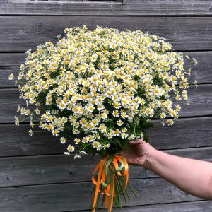 Букет из 25 кустовых ромашек — Букеты цветов