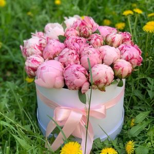 25 розовых пионов Сара Бернар в коробке