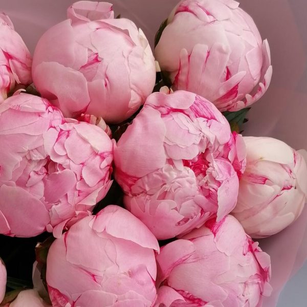 11 розовых пионов Сара Бернар в упаковке