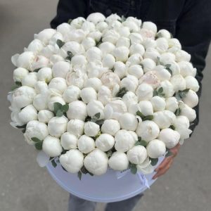 Цветы в коробке — 101 белый пион — Доставка пионов