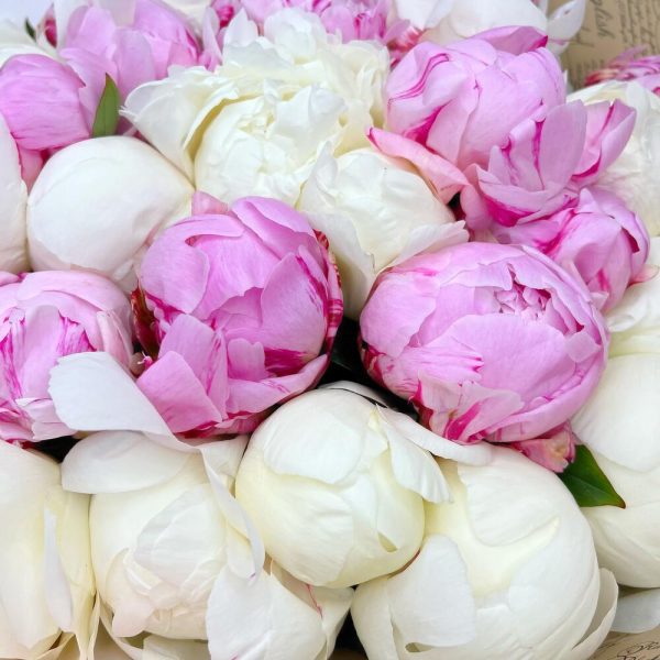 Букет из 25 розовых и белых пионов