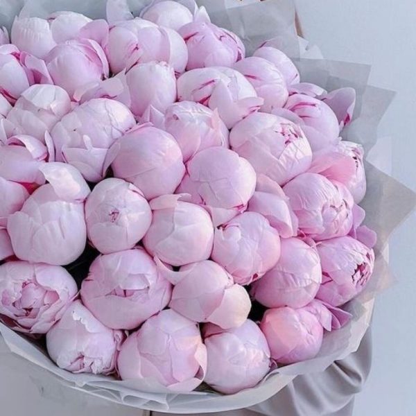 51 розовый пион в упаковке "Нежность"